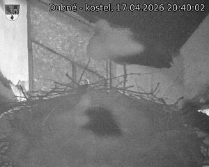 Capi_Dubne_20260417_204002.jpg (1350&nbsp;x&nbsp;1080)