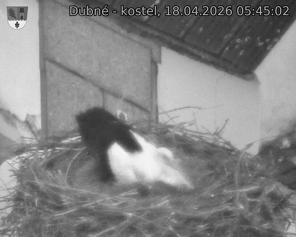 Capi_Dubne_20260418_054502.jpg (1350&nbsp;x&nbsp;1080)