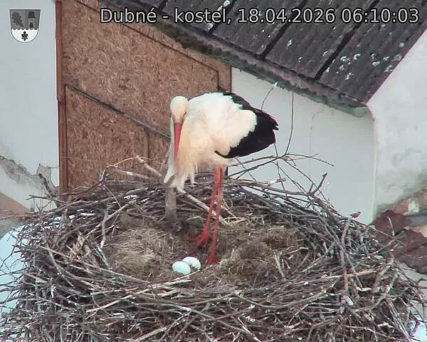 Capi_Dubne_20260418_061003.jpg (1350&nbsp;x&nbsp;1080)