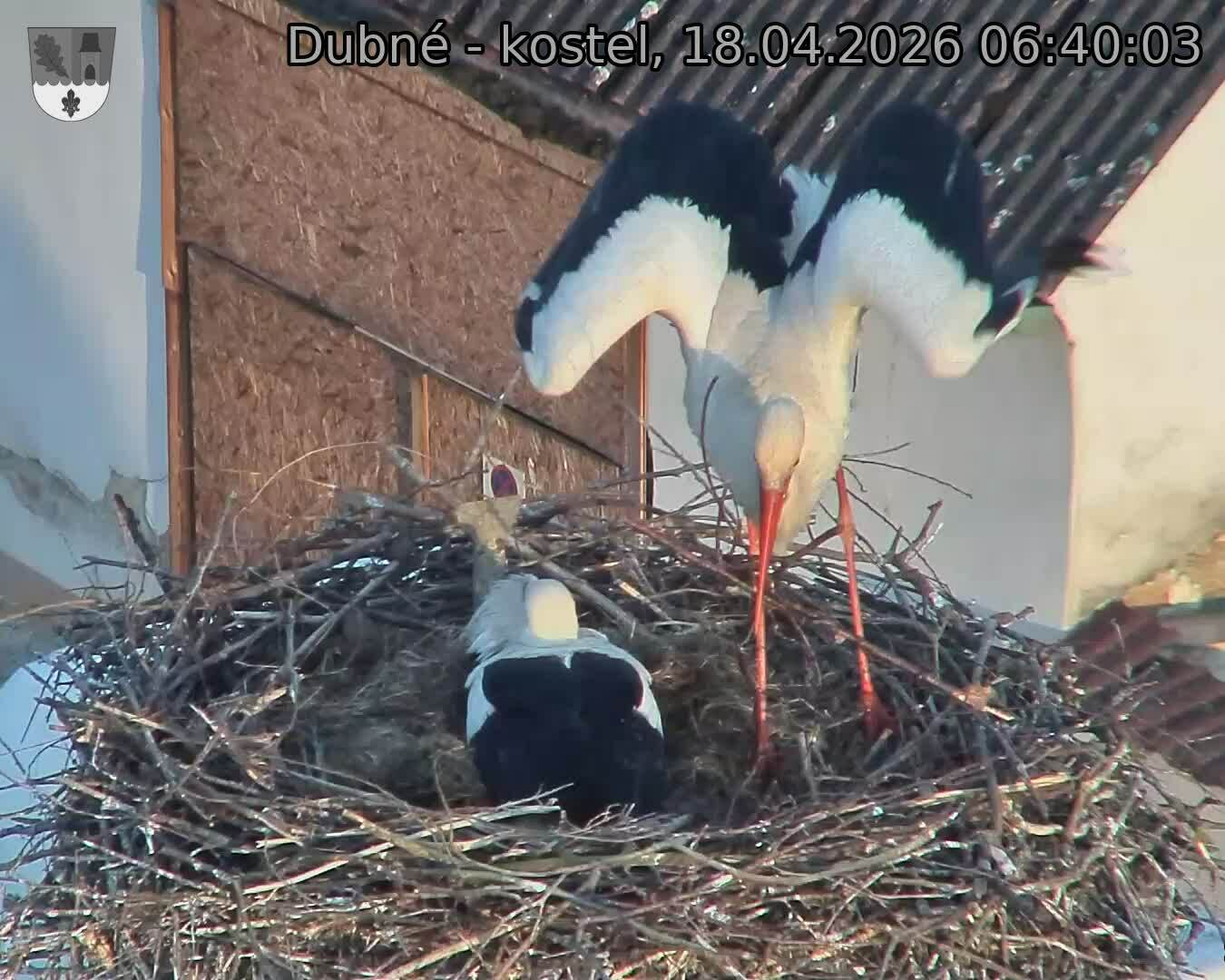 Capi_Dubne_20260418_064003.jpg (1350&nbsp;x&nbsp;1080)