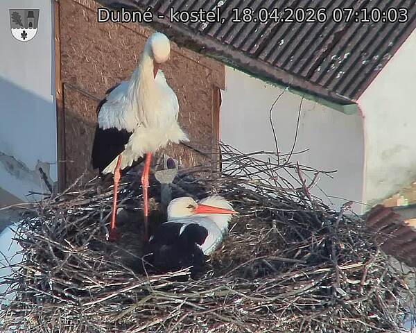 Capi_Dubne_20260418_071003.jpg (1350&nbsp;x&nbsp;1080)