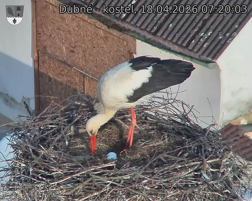 Capi_Dubne_20260418_072003.jpg (1350&nbsp;x&nbsp;1080)