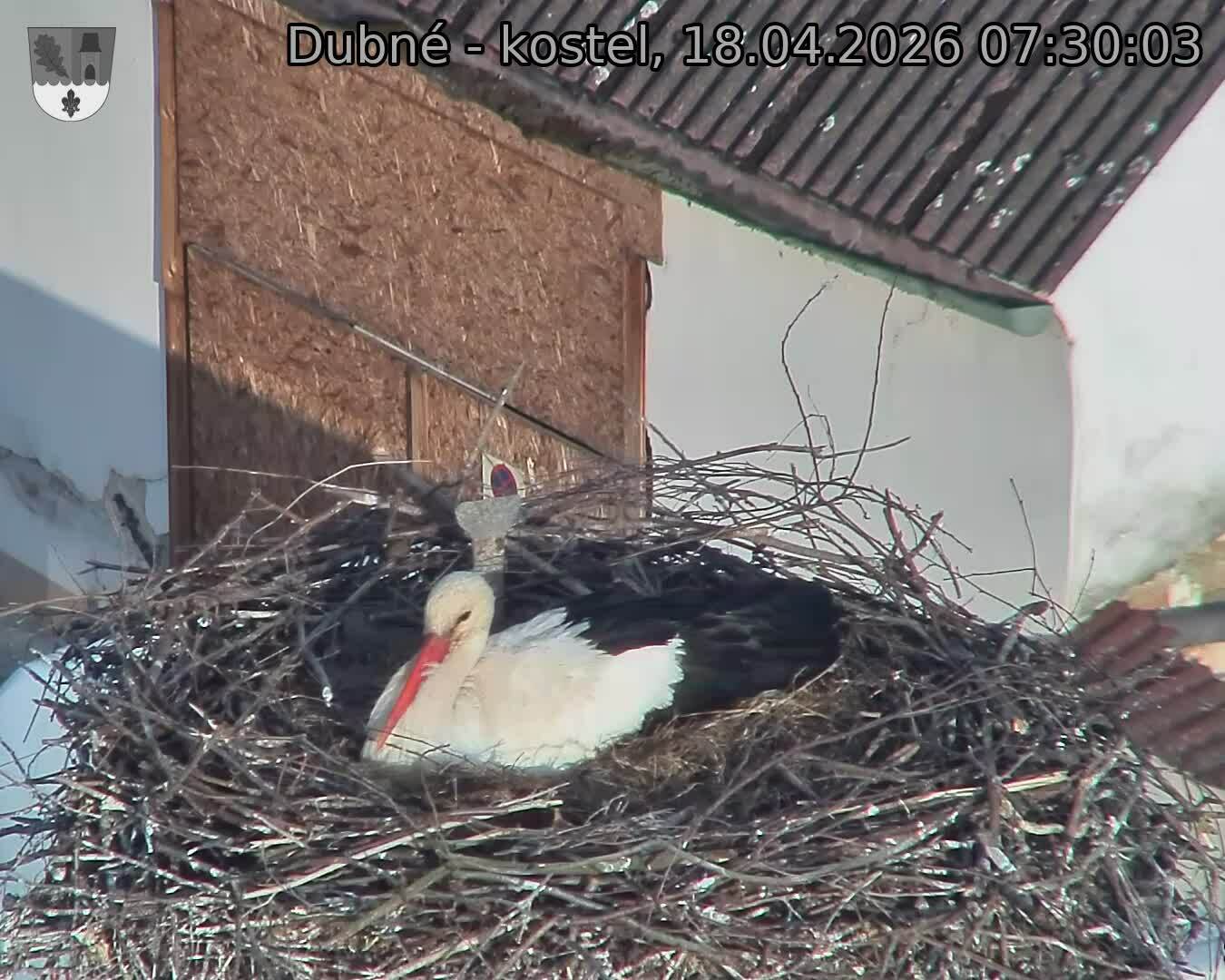 Capi_Dubne_20260418_073003.jpg (1350&nbsp;x&nbsp;1080)