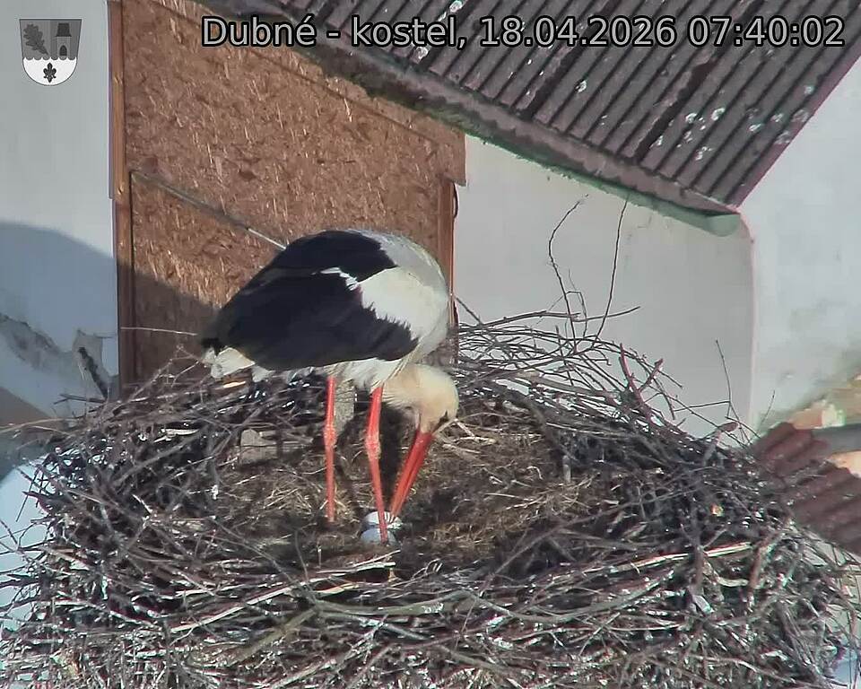 Capi_Dubne_20260418_074002.jpg (1350&nbsp;x&nbsp;1080)