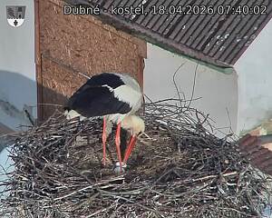 Capi_Dubne_20260418_074002.jpg (1350&nbsp;x&nbsp;1080)