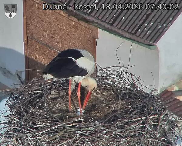 Capi_Dubne_20260418_074002.jpg (1350&nbsp;x&nbsp;1080)