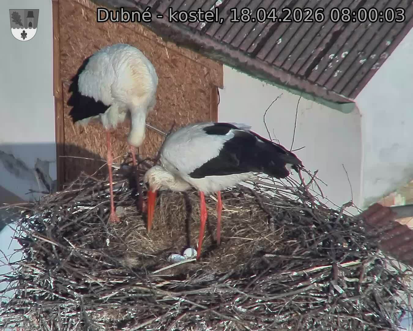 Capi_Dubne_20260418_080003.jpg (1350&nbsp;x&nbsp;1080)