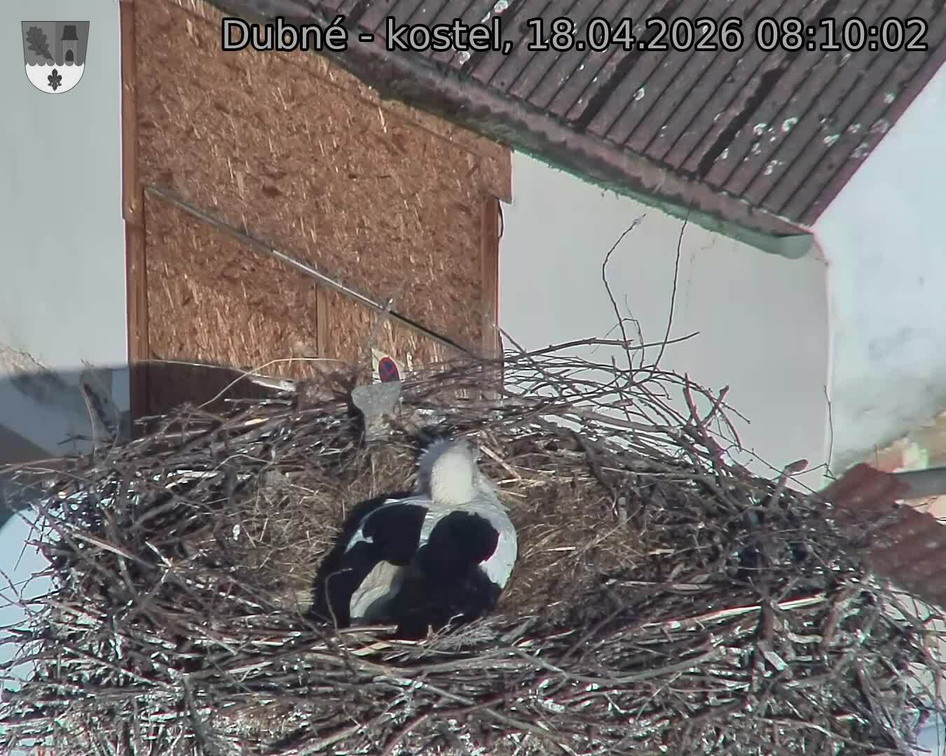 Capi_Dubne_20260418_081002.jpg (1350&nbsp;x&nbsp;1080)