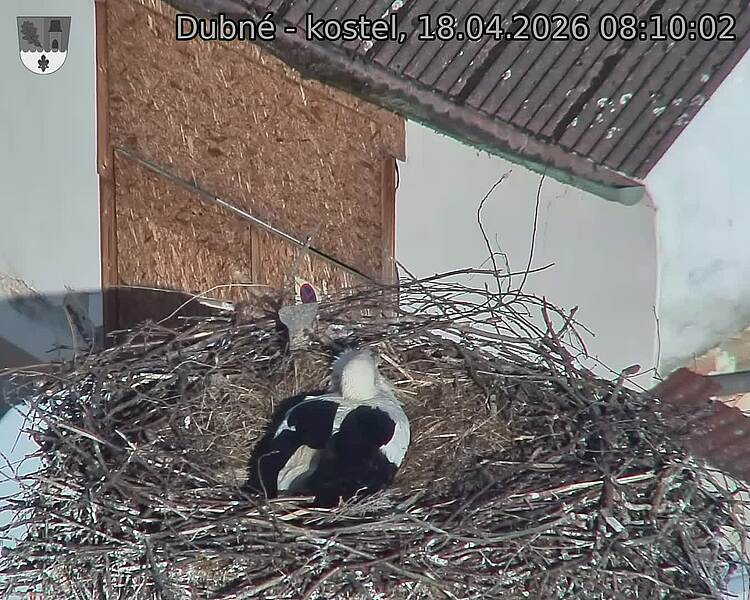 Capi_Dubne_20260418_081002.jpg (1350&nbsp;x&nbsp;1080)