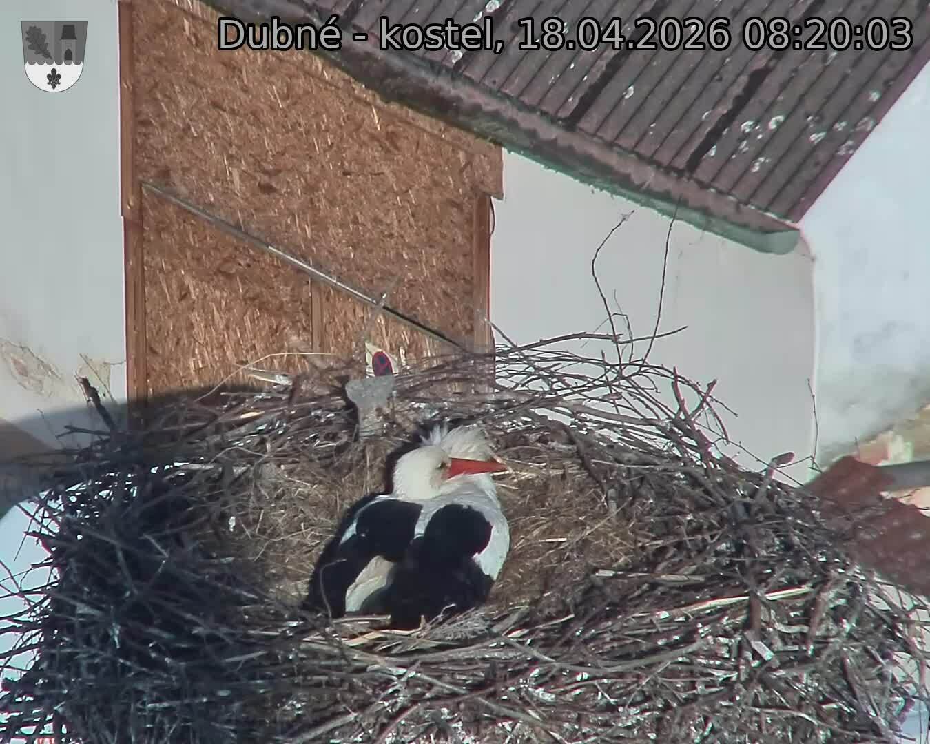 Capi_Dubne_20260418_082003.jpg (1350&nbsp;x&nbsp;1080)