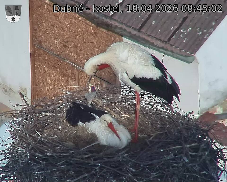 Capi_Dubne_20260418_084502.jpg (1350&nbsp;x&nbsp;1080)