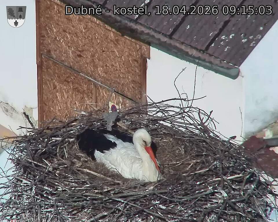 Capi_Dubne_20260418_091503.jpg (1350&nbsp;x&nbsp;1080)