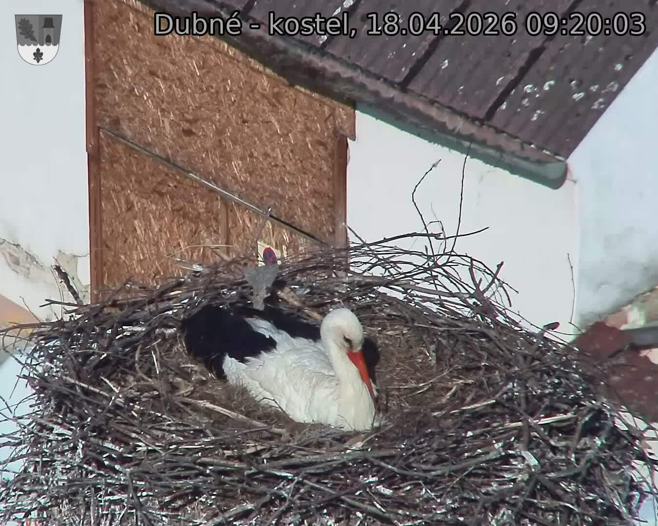 Capi_Dubne_20260418_092003.jpg (1350&nbsp;x&nbsp;1080)