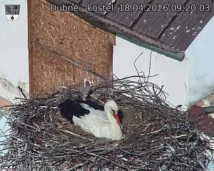 Capi_Dubne_20260418_092003.jpg (1350&nbsp;x&nbsp;1080)