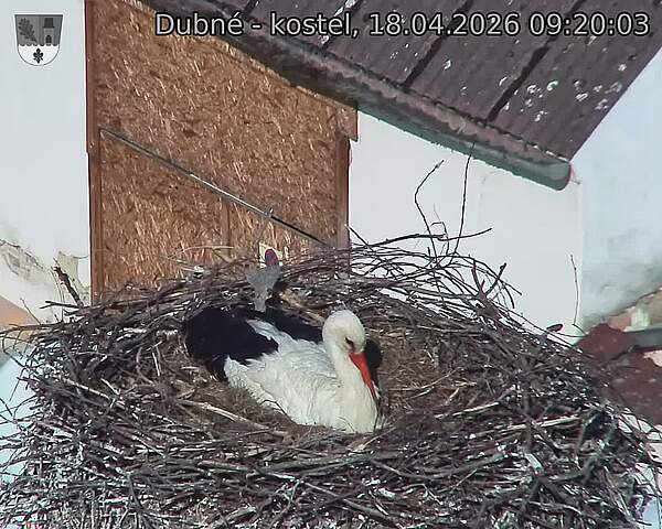 Capi_Dubne_20260418_092003.jpg (1350&nbsp;x&nbsp;1080)