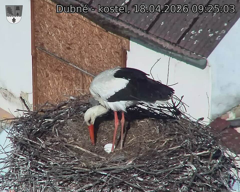 Capi_Dubne_20260418_092503.jpg (1350&nbsp;x&nbsp;1080)