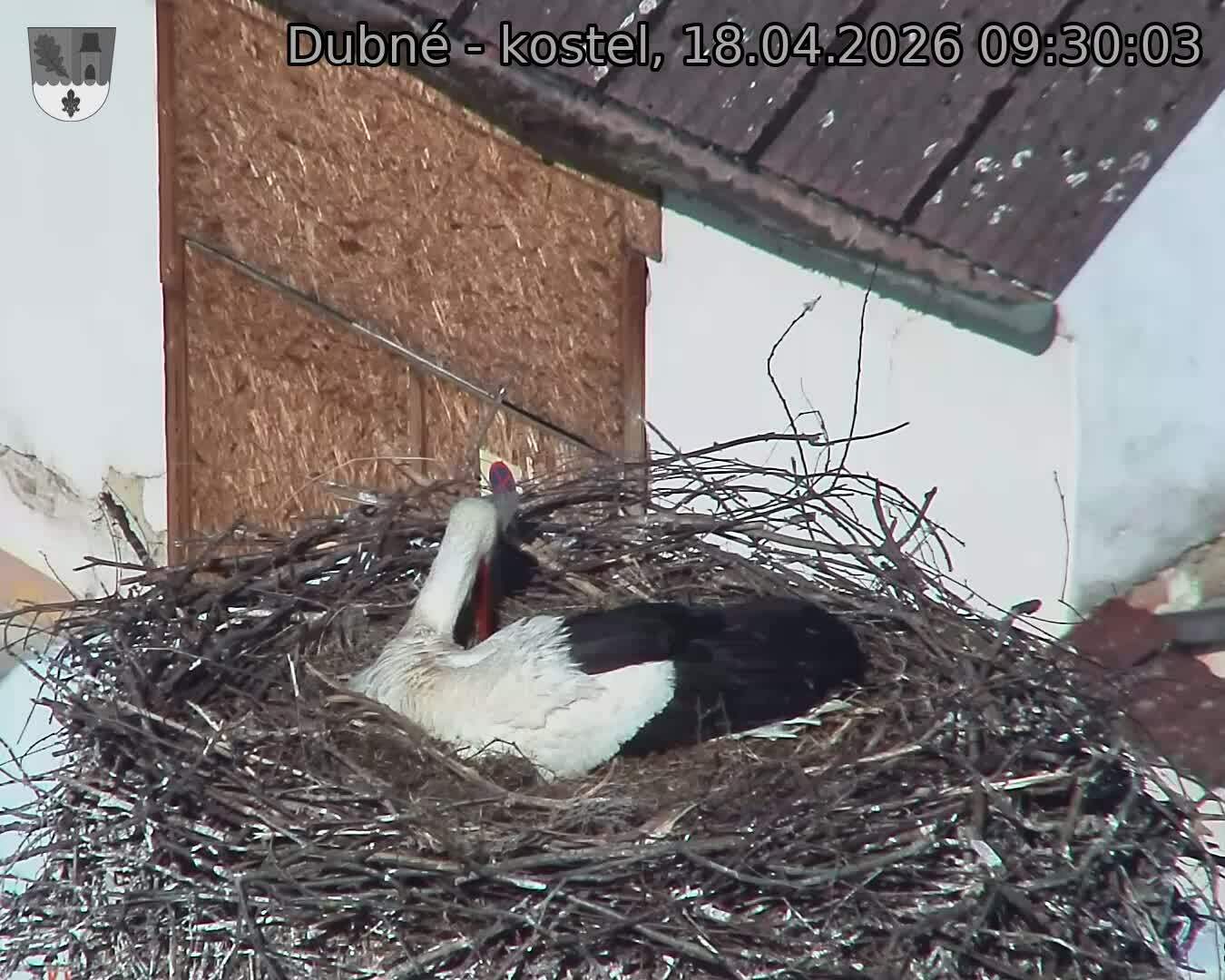 Capi_Dubne_20260418_093003.jpg (1350&nbsp;x&nbsp;1080)