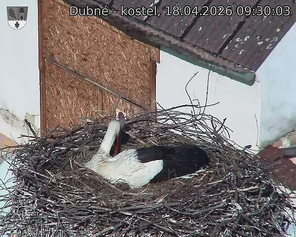 Capi_Dubne_20260418_093003.jpg (1350&nbsp;x&nbsp;1080)