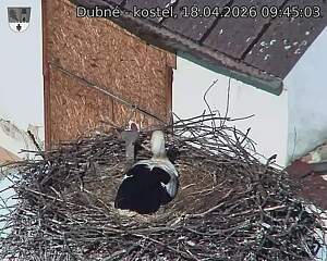 Capi_Dubne_20260418_094503.jpg (1350&nbsp;x&nbsp;1080)