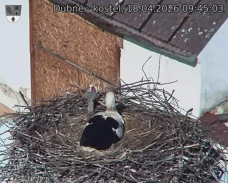 Capi_Dubne_20260418_094503.jpg (1350&nbsp;x&nbsp;1080)