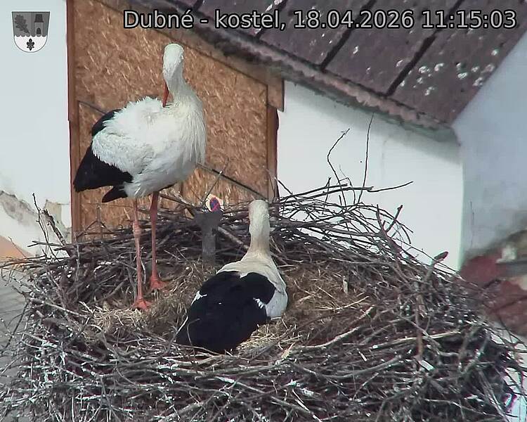 Capi_Dubne_20260418_111503.jpg (1350&nbsp;x&nbsp;1080)