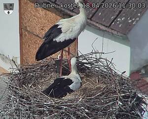 Capi_Dubne_20260418_113003.jpg (1350&nbsp;x&nbsp;1080)