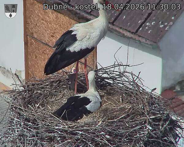 Capi_Dubne_20260418_113003.jpg (1350&nbsp;x&nbsp;1080)