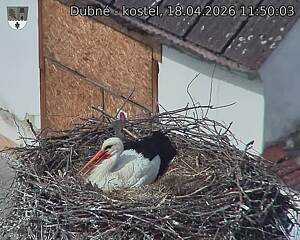 Capi_Dubne_20260418_115003.jpg (1350&nbsp;x&nbsp;1080)