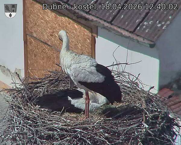 Capi_Dubne_20260418_124002.jpg (1350&nbsp;x&nbsp;1080)