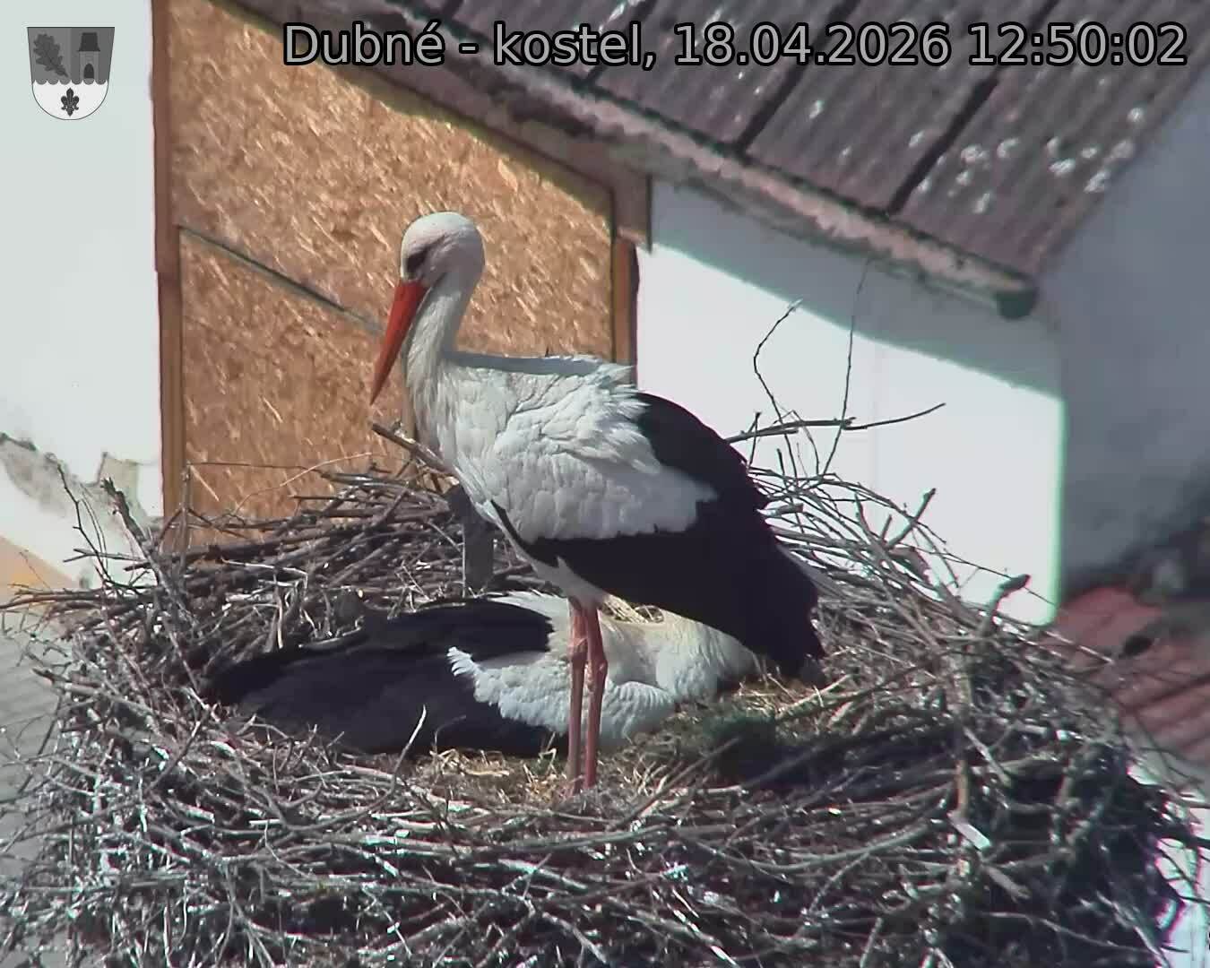 Capi_Dubne_20260418_125002.jpg (1350&nbsp;x&nbsp;1080)