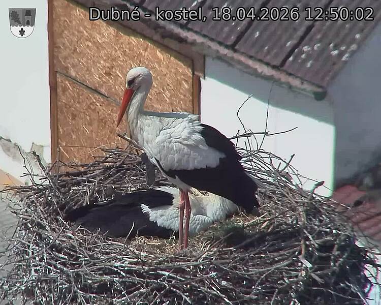 Capi_Dubne_20260418_125002.jpg (1350&nbsp;x&nbsp;1080)