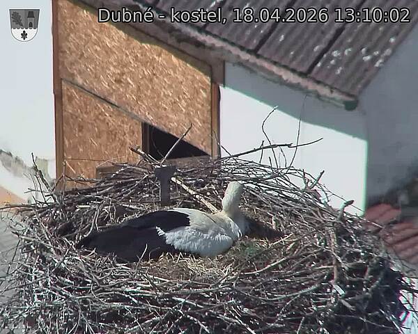 Capi_Dubne_20260418_131003.jpg (1350&nbsp;x&nbsp;1080)