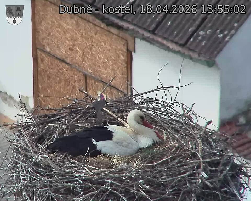 Capi_Dubne_20260418_135502.jpg (1350&nbsp;x&nbsp;1080)