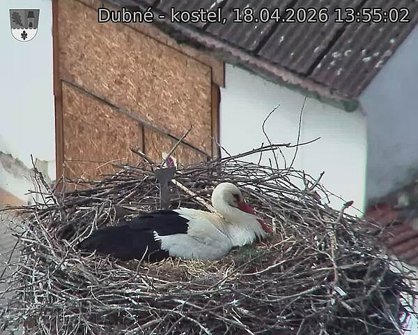 Capi_Dubne_20260418_135502.jpg (1350&nbsp;x&nbsp;1080)