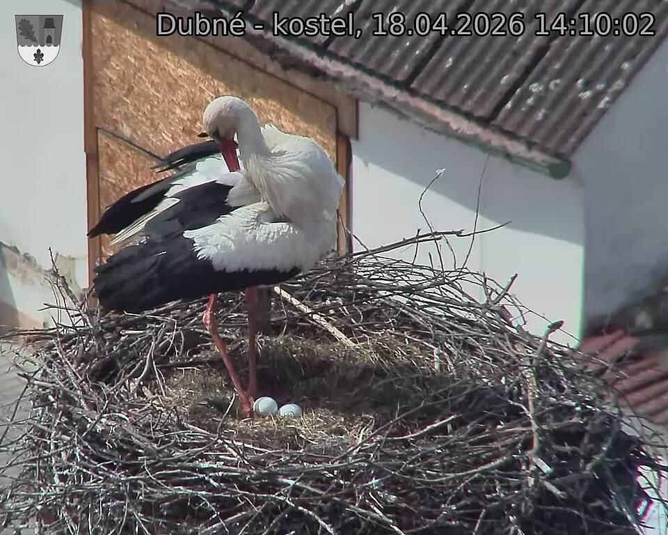 Capi_Dubne_20260418_141002.jpg (1350&nbsp;x&nbsp;1080)