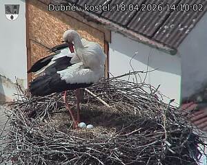 Capi_Dubne_20260418_141002.jpg (1350&nbsp;x&nbsp;1080)