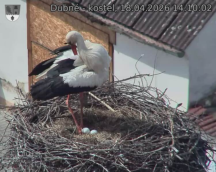 Capi_Dubne_20260418_141002.jpg (1350&nbsp;x&nbsp;1080)