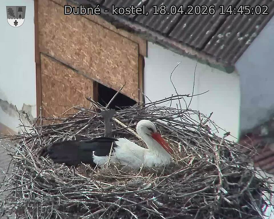 Capi_Dubne_20260418_144502.jpg (1350&nbsp;x&nbsp;1080)