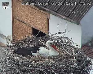 Capi_Dubne_20260418_144502.jpg (1350&nbsp;x&nbsp;1080)