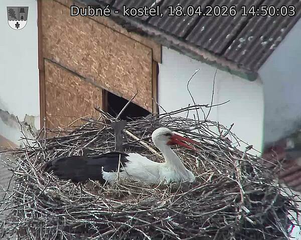 Capi_Dubne_20260418_145003.jpg (1350&nbsp;x&nbsp;1080)