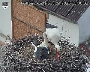 Capi_Dubne_20260418_153002.jpg (1350&nbsp;x&nbsp;1080)