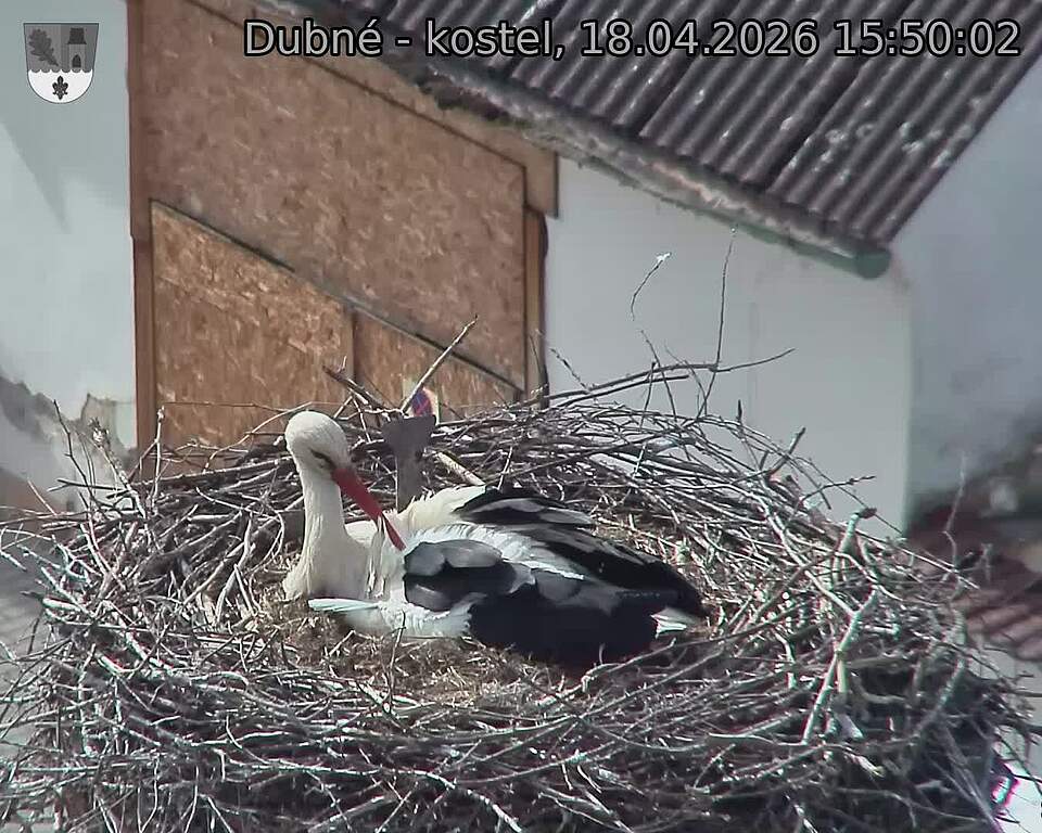 Capi_Dubne_20260418_155002.jpg (1350&nbsp;x&nbsp;1080)