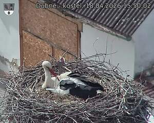 Capi_Dubne_20260418_155002.jpg (1350&nbsp;x&nbsp;1080)