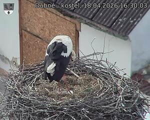 Capi_Dubne_20260418_163003.jpg (1350&nbsp;x&nbsp;1080)