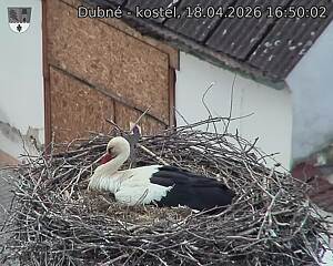 Capi_Dubne_20260418_165002.jpg (1350&nbsp;x&nbsp;1080)