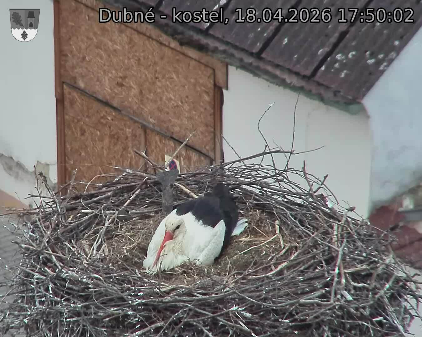 Capi_Dubne_20260418_175002.jpg (1350&nbsp;x&nbsp;1080)