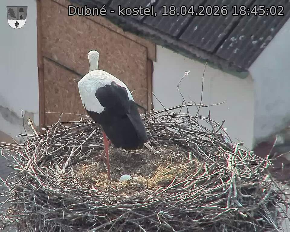 Capi_Dubne_20260418_184503.jpg (1350&nbsp;x&nbsp;1080)