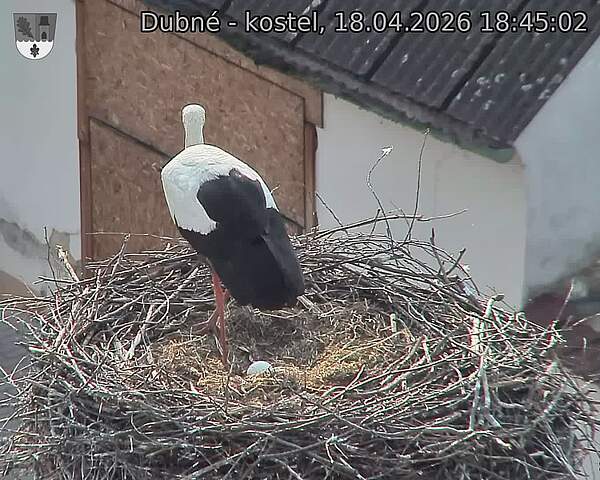 Capi_Dubne_20260418_184503.jpg (1350&nbsp;x&nbsp;1080)