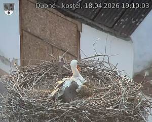 Capi_Dubne_20260418_191003.jpg (1350&nbsp;x&nbsp;1080)