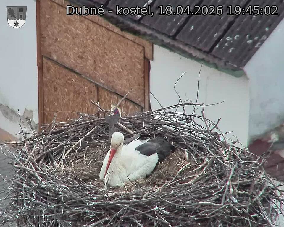 Capi_Dubne_20260418_194502.jpg (1350&nbsp;x&nbsp;1080)